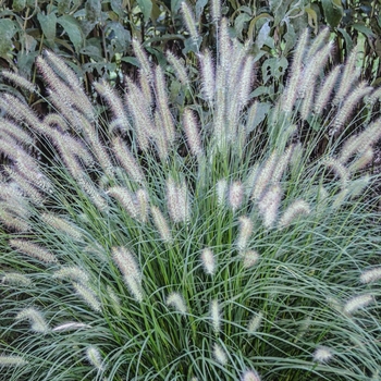 Pennisetum alopecuroides 'Hameln' - Dwarf Fountain Grass 'Hameln'