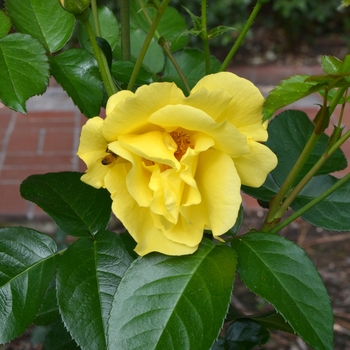 Rosa 'KORfizzlem' PP24195 - Kolorscape® Lemon Fizz™ Rose