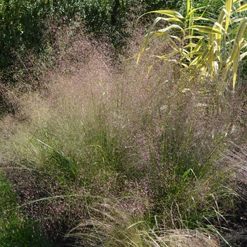 Eragrostis trichodes - Sand Lovegrass