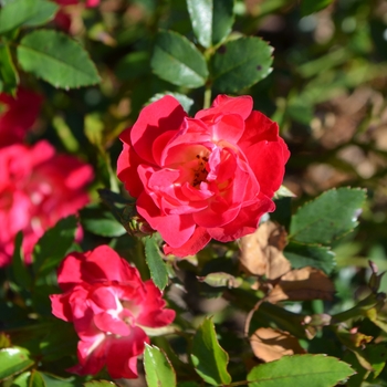 Rosa 'Red Drift' - Red Drift Rose