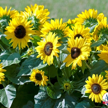 Heliantus species 'Sunny Smile' - Sunflower 'Sunny Smile'