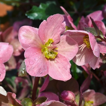 Helleborus x ballardiae 'Pink Frost' - Gold Collection® Pink Frost Lenten Rose