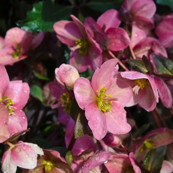 Helleborus 'Pink Frost' - Gold Collection® Lenten Rose