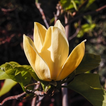 Magnolia x brooklynensis 'Yellow Bird' - Magnolia