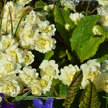 Primula vulgaris 'Belarina® 'Cream' - Belarina® Cream Primrose