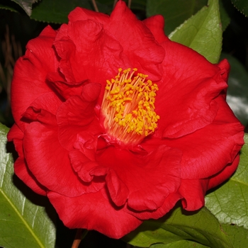 Camellia japonica 'Hokaido Red' - Camellia
