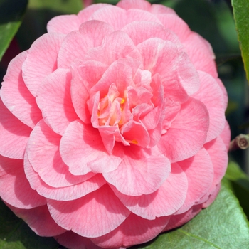 Camellia japonica 'Fran Mathis' - Spring Blooming Camellia
