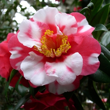 Camellia japonica 'Reg Ragland Supreme' - Reg Ragland Supreme Camellia