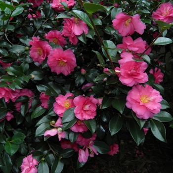 Camellia sasanqua 'Shishi-Gashira' - Fall Blooming Camellia