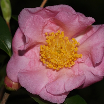 Camellia 'Winter's Joy' - Winter's Joy Camellia