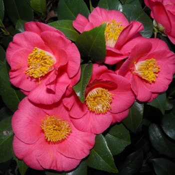 Camellia x 'Bright Eyes' - Spring Blooming Camellia