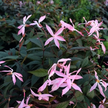 Gillenia trifoliata 'Pink Profusions' - Pink Bowman's Root