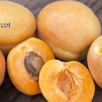 Prunus armeniaca - 'Harcot' Apricot