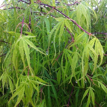 Acer palmatum 'Koto-no-ito' - Japanese Maple