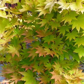 Acer palmatum 'Orange Dream' - Golden Japanese Maple