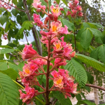Aesculus x carnea 'Ft. McNair' - Ft. McNair Red Horsechestnut