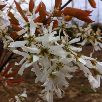 Amelanchier laevis - 'Spring Flurry®' Serviceberry