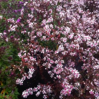 Aster lateriflorus 'Lady in Black' - Lady in Black Calico Aster