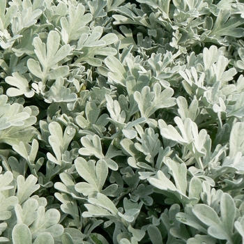 Artemisia stelleriana 'Silver Brocade' - Artemisia 'Silver Brocade'