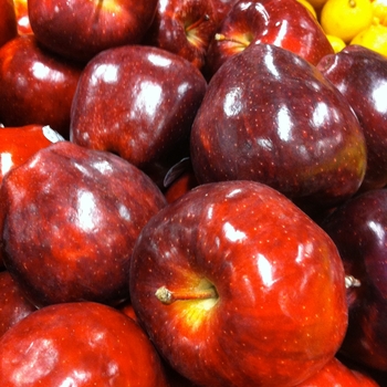 Malus domestica 'Red Delicious' - Red Delicious Apple