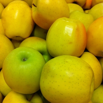 Malus domestica 'Golden Delicious' - Golden Delicious Apple