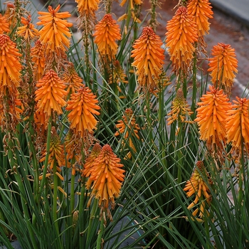 Kniphofia 'Poco Orange' - Torch Lily