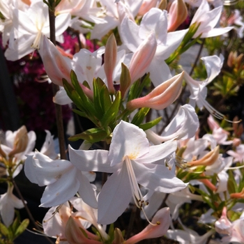 Rhododendron hybrid - 'White Lights' 