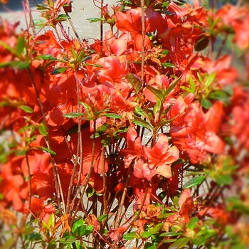 Rhododendron x 'Stewartstonian' - Evergreen Azalea