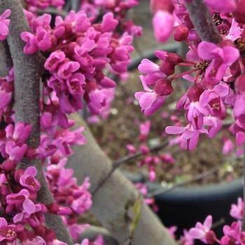 Cercis canadensis 'Covey' - Eastern Redbud