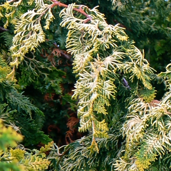 Chamaecyparis obtusa 'Confucius' - Hinoki False Cypress