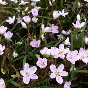 Claytonia virginica - Virginia Spring Beauty
