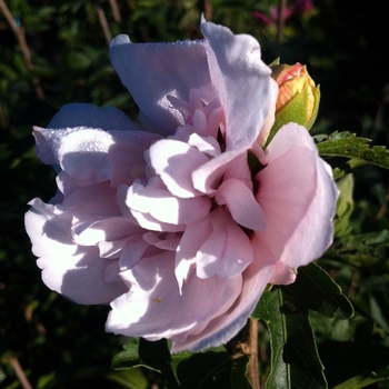 Hibiscus syriacus 'Blushing Bride' - Rose of Sharon