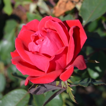 Shrub Rose - Double Red Knock Out® Rose