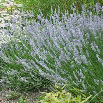 Lavandula x intermedia 'Provence' - Provence French Lavender