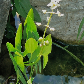 Sagittaria latifolia - Arrowhead 