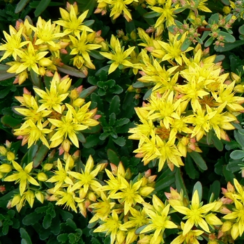 Sedum floriferum 'Weihenstephaner Gold' - Stonecrop 'Weihenstephaner Gold'