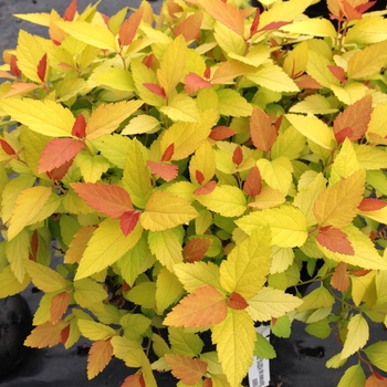 Spiraea japonica - Double Play® Candy Corn®