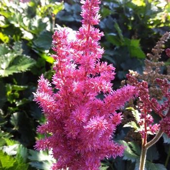 Astilbe chinensis 'Little Vision in Pink' - Little Vision Astilbe