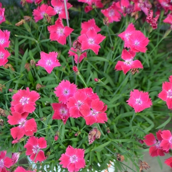 Dianthus 'Kahori® Scarlet' - Pinks 'Kahori® Scarlet' 