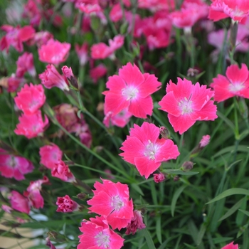 Dianthus 'Kahori® Scarlet' - Pinks 'Kahori® Scarlet' 