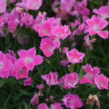 Dianthus 'Kahori® Pink' - Pinks Kahori® Pink