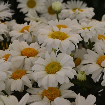 Leucanthemum Sweet Daisy 'Jane' - Sweet Daisy Jane Shasta Daisy