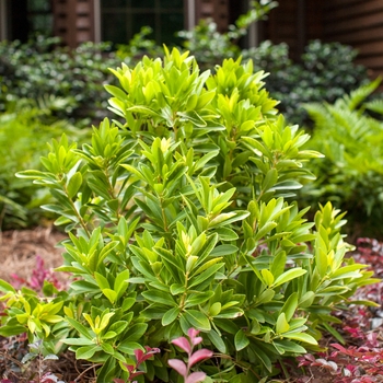 Illicium parviflorum - BananAppeal™ Small Anise Tree 