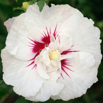 Hibiscus syriacus - First Editions® Bali™ 