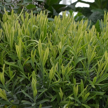 Lavandula angustifolia 'Platinum Blonde' - Lavender