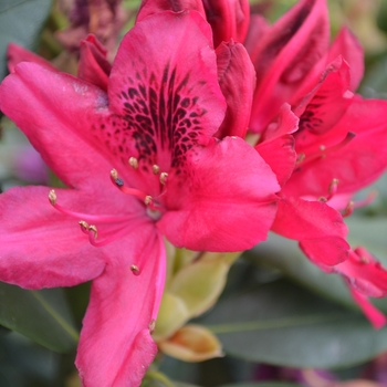 Rhododendron hybrid 'Nova Zembla' - Nova Zembla Rhododendron