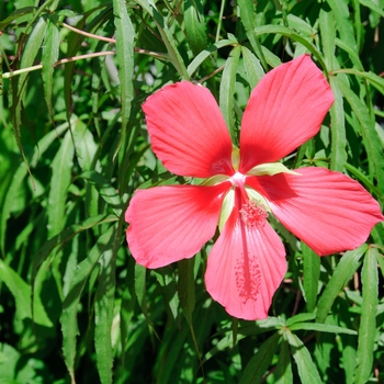 Hibiscus coccineus - Hibiscus