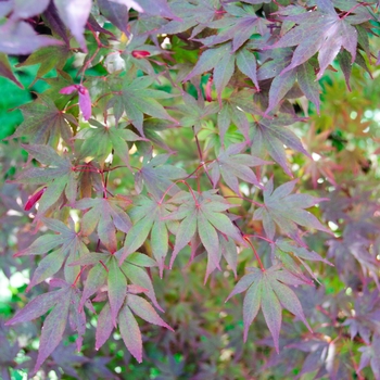 Acer palmatum 'Fireglow' - Fireglow Japanese Maple