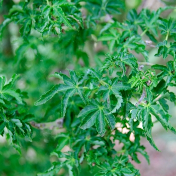 Acer palmatum 'Shishigashira' - Lion's Head Japanese Maple