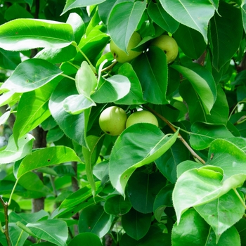 Pyrus pyrifolia 'Shinseiki' - Shinseiki Asian Pear
